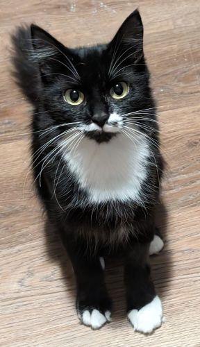 Mistletoe Special Needs, a Adoptable mixed breed in Lenhartsville, PA image 1/5