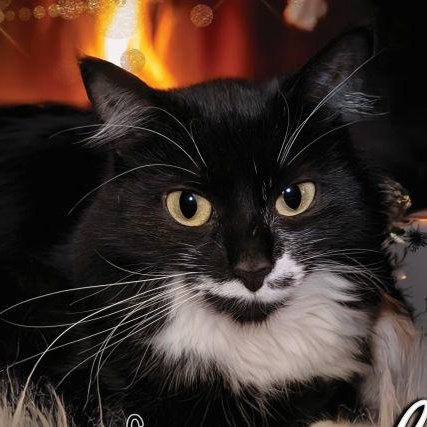 Mistletoe Special Needs, a Adoptable mixed breed in Lenhartsville, PA image 2/5