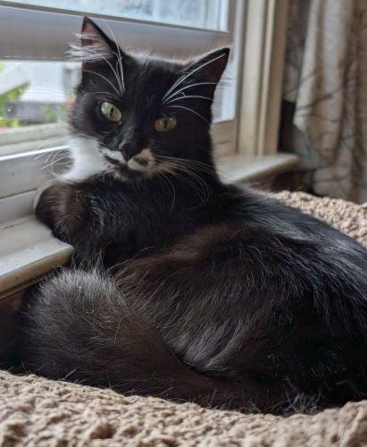 Mistletoe Special Needs, a Adoptable mixed breed in Lenhartsville, PA image 5/5