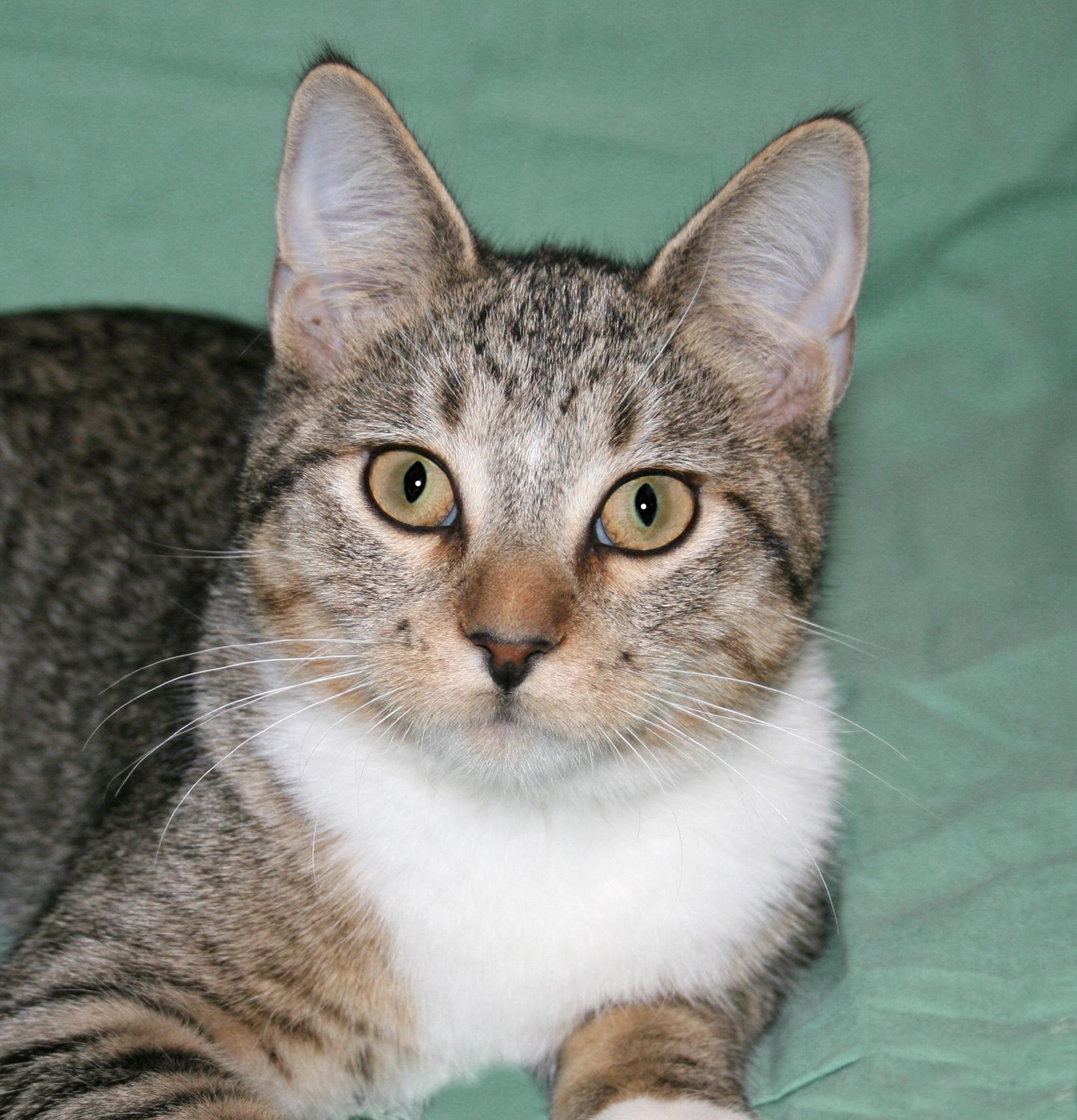 Enlarge Santana, a Adoptable mixed breed in Victoria, MN image 4/4