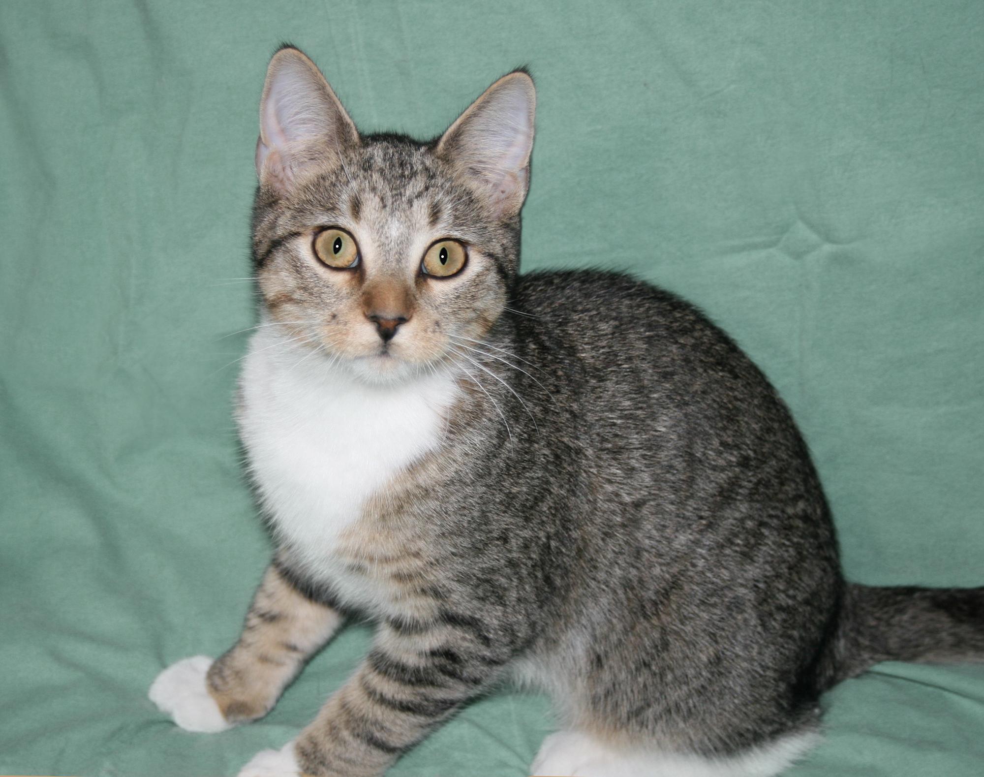Enlarge Santana, a Adoptable mixed breed in Victoria, MN image 2/4