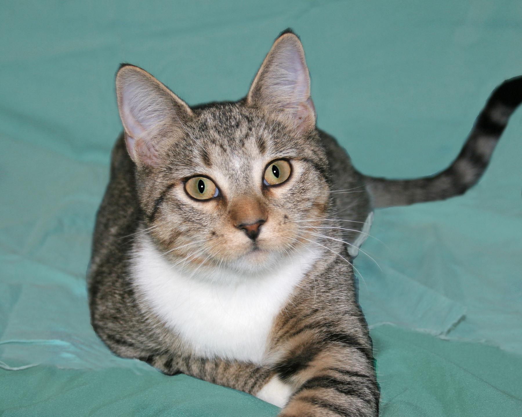 Santana, Adoptable, Kitten Male Domestic Short Hair & Tabby.
