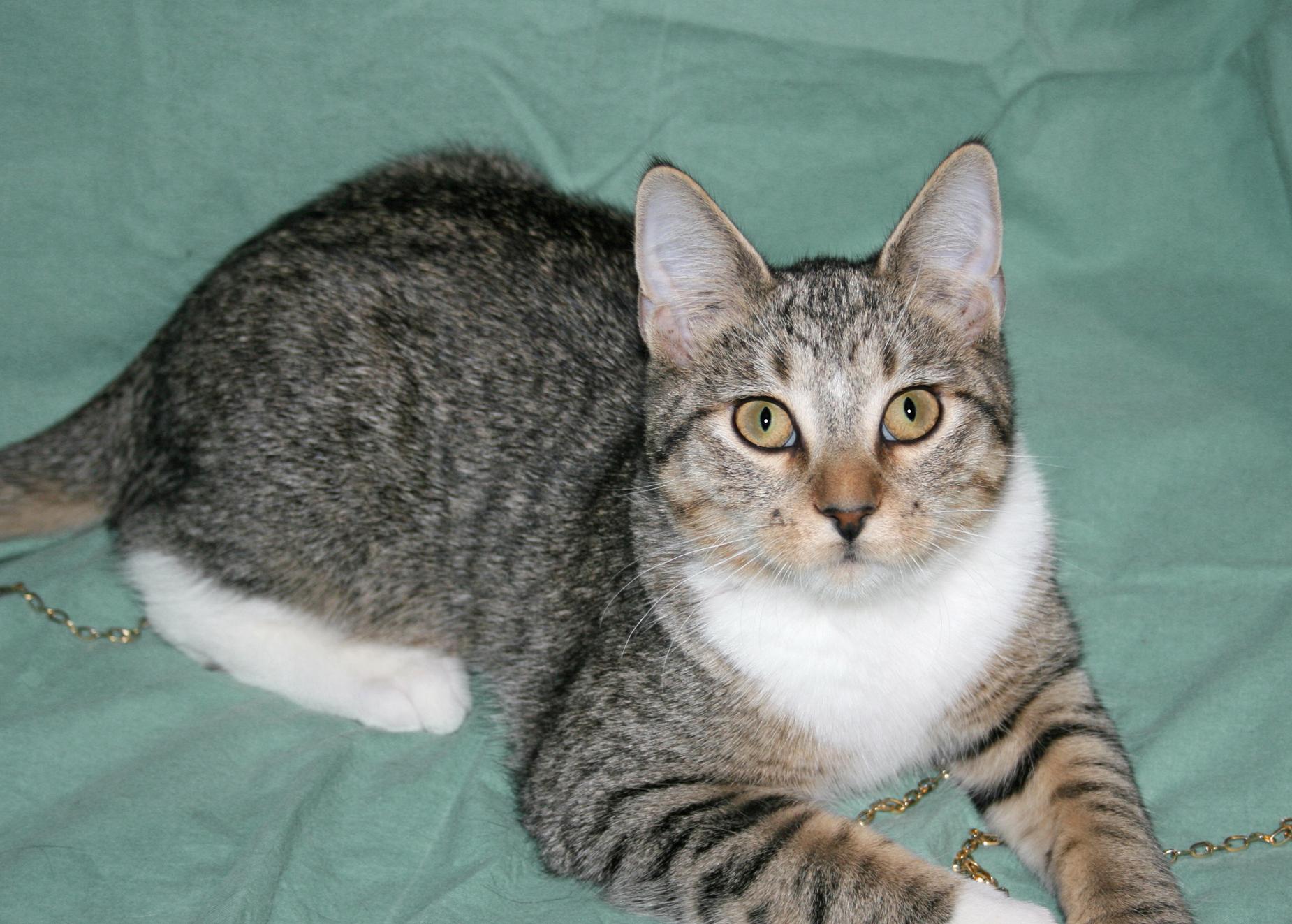 Enlarge Santana, a Adoptable mixed breed in Victoria, MN image 3/4
