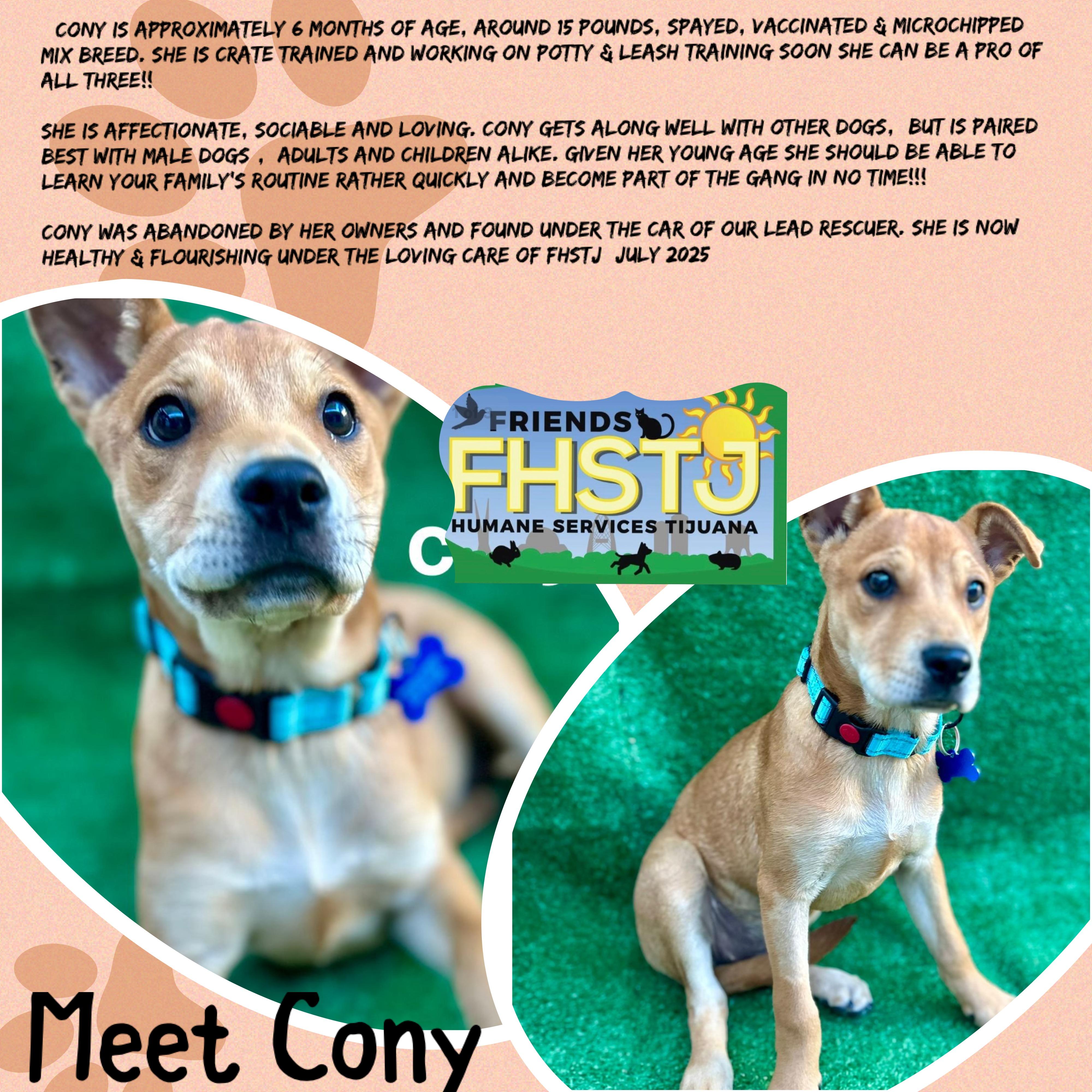 Cony