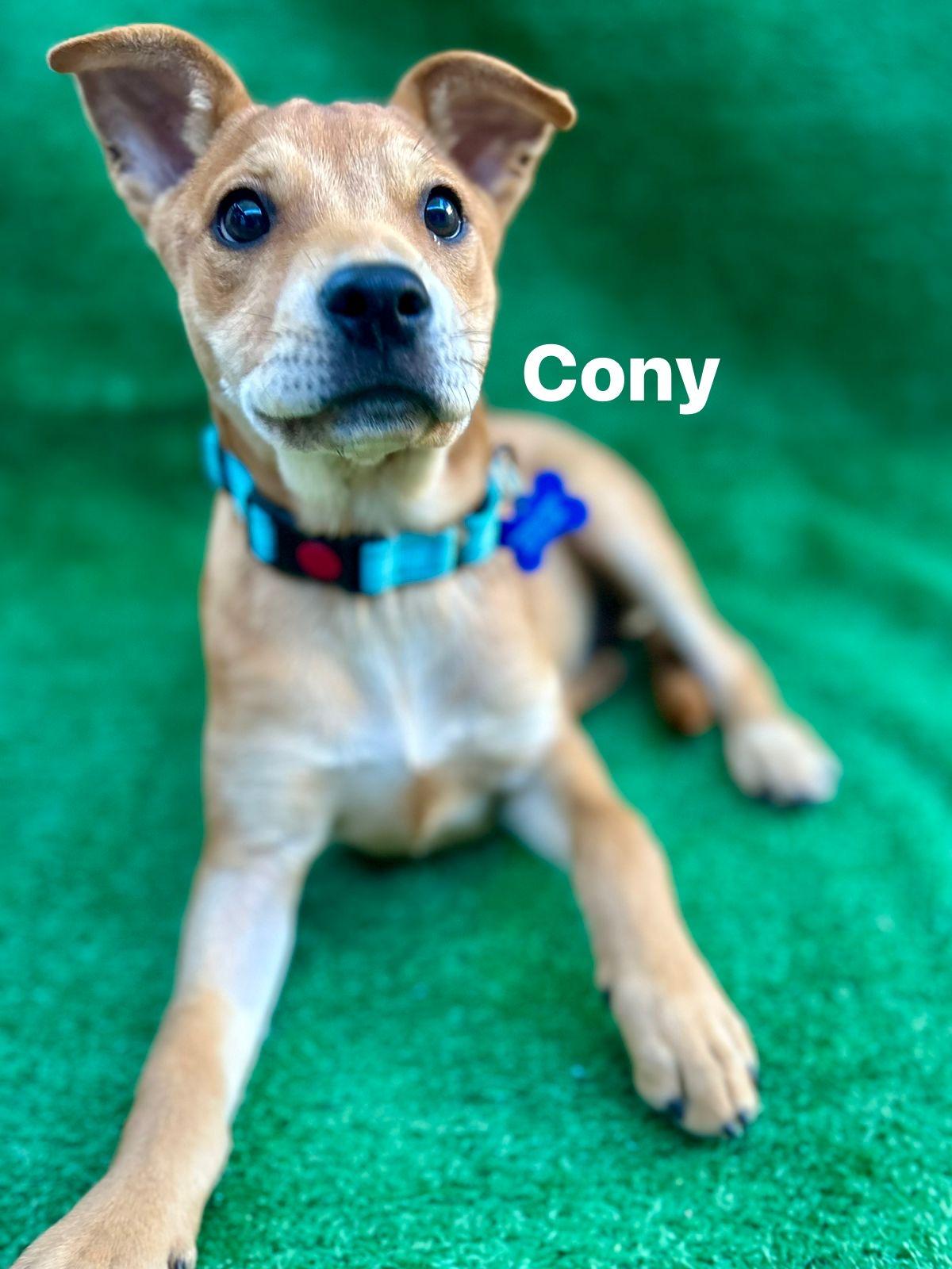 Cony