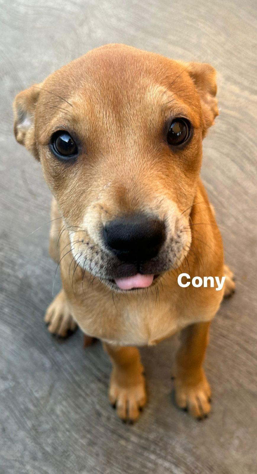 Cony