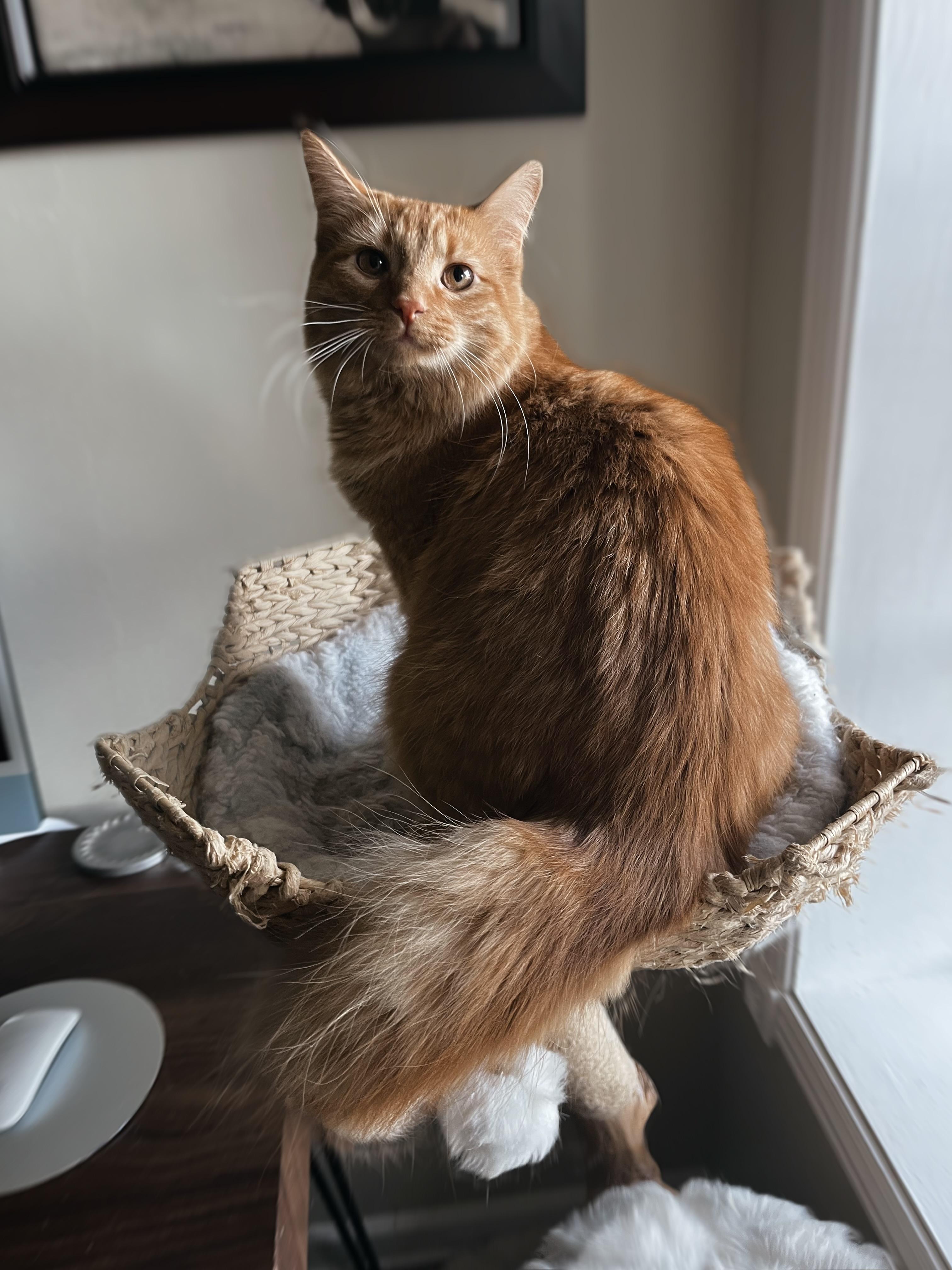 Enlarge Blaze, an adopted mixed breed in Hickory, NC image 1/4