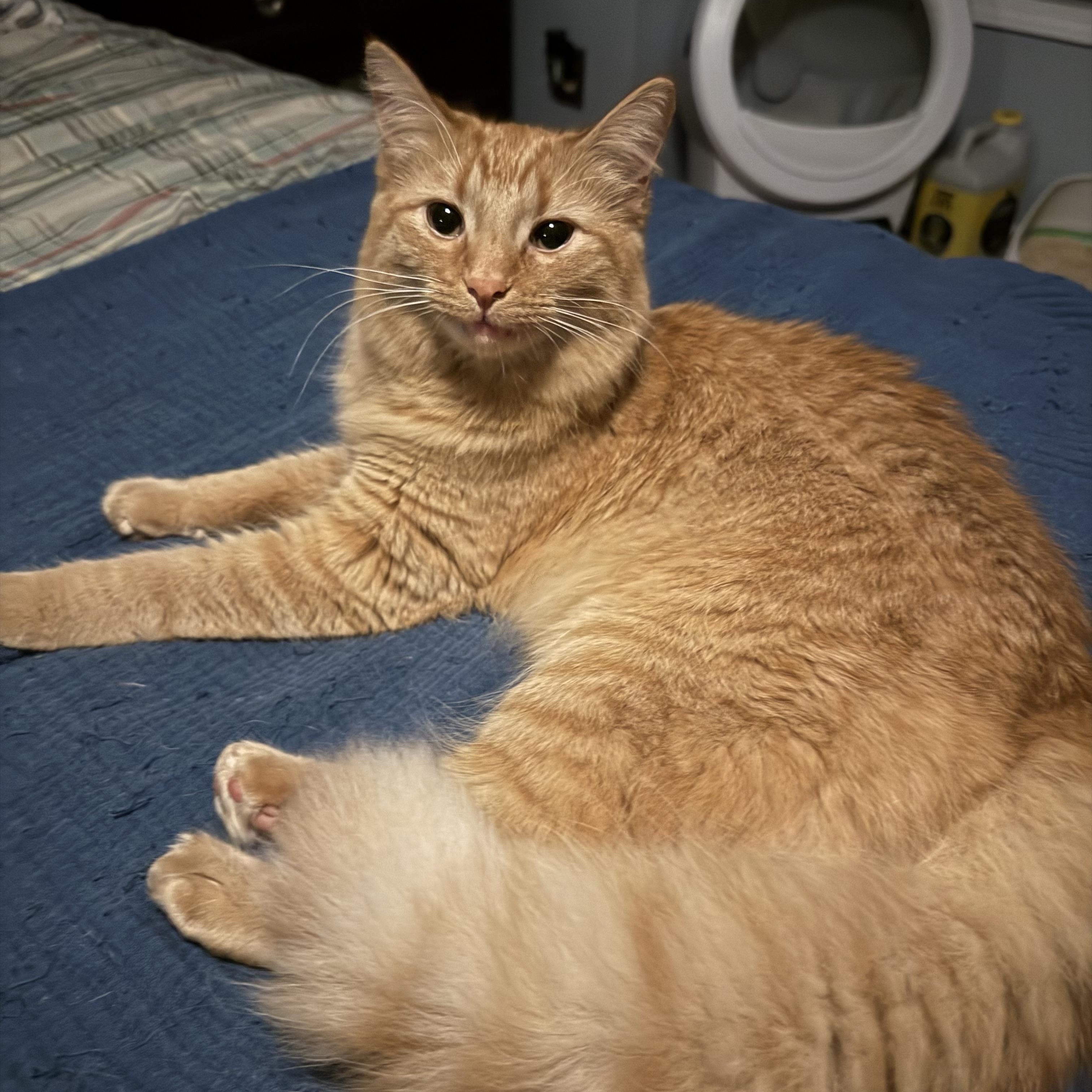 Enlarge Blaze, an adopted mixed breed in Hickory, NC image 2/4