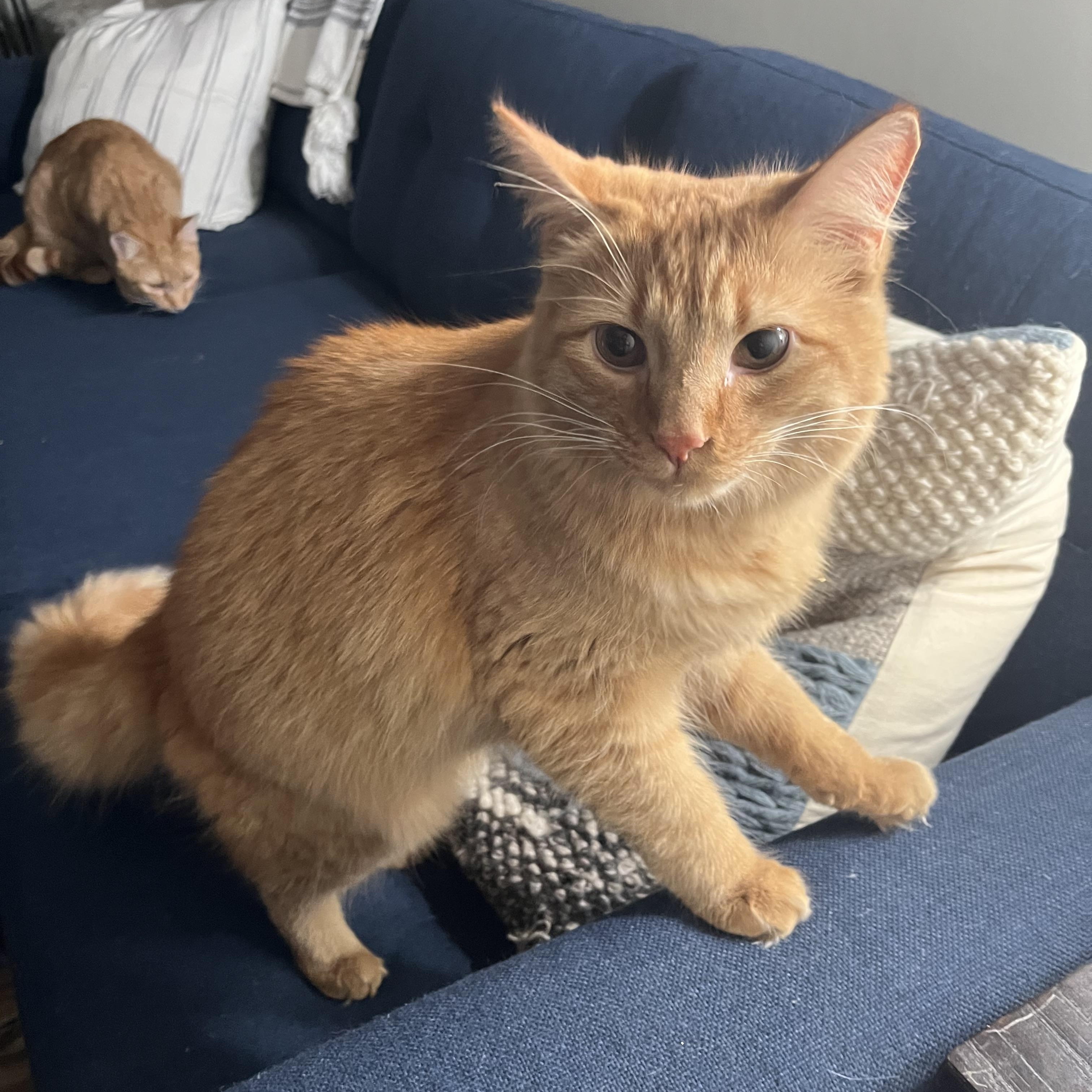 Enlarge Blaze, an adopted mixed breed in Hickory, NC image 4/4