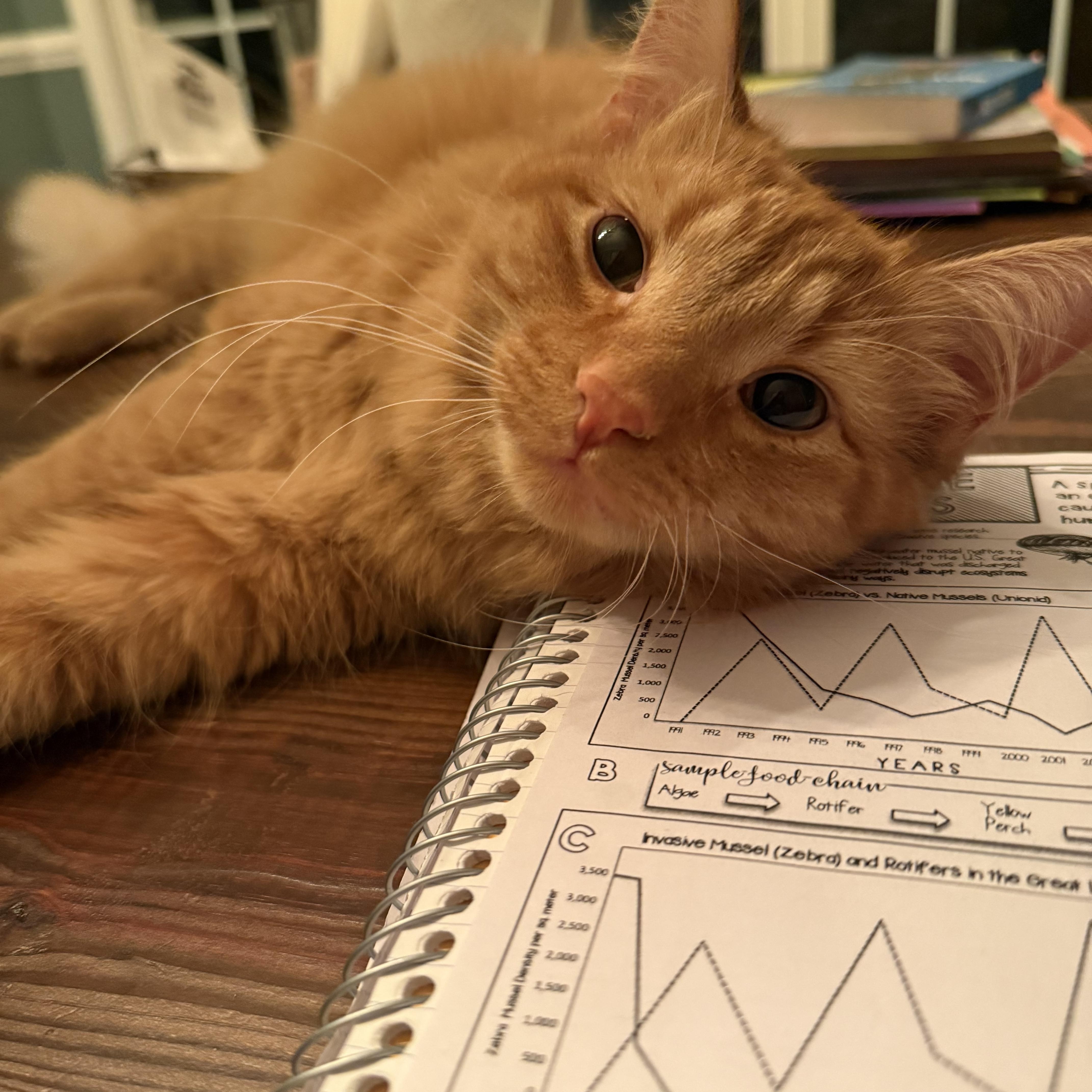 Enlarge Blaze, an adopted mixed breed in Hickory, NC image 3/4