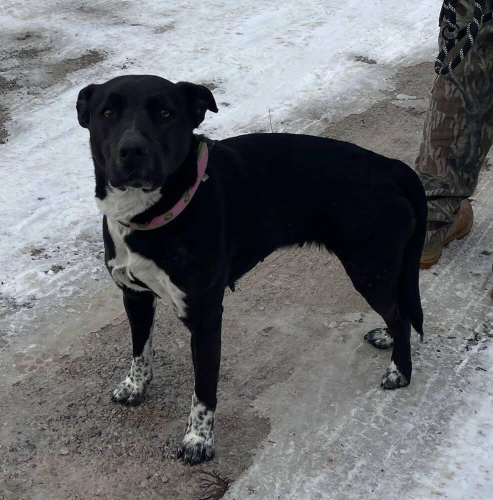 Darla, Adoptable, Adult Female Border Collie & Pit Bull Terrier.