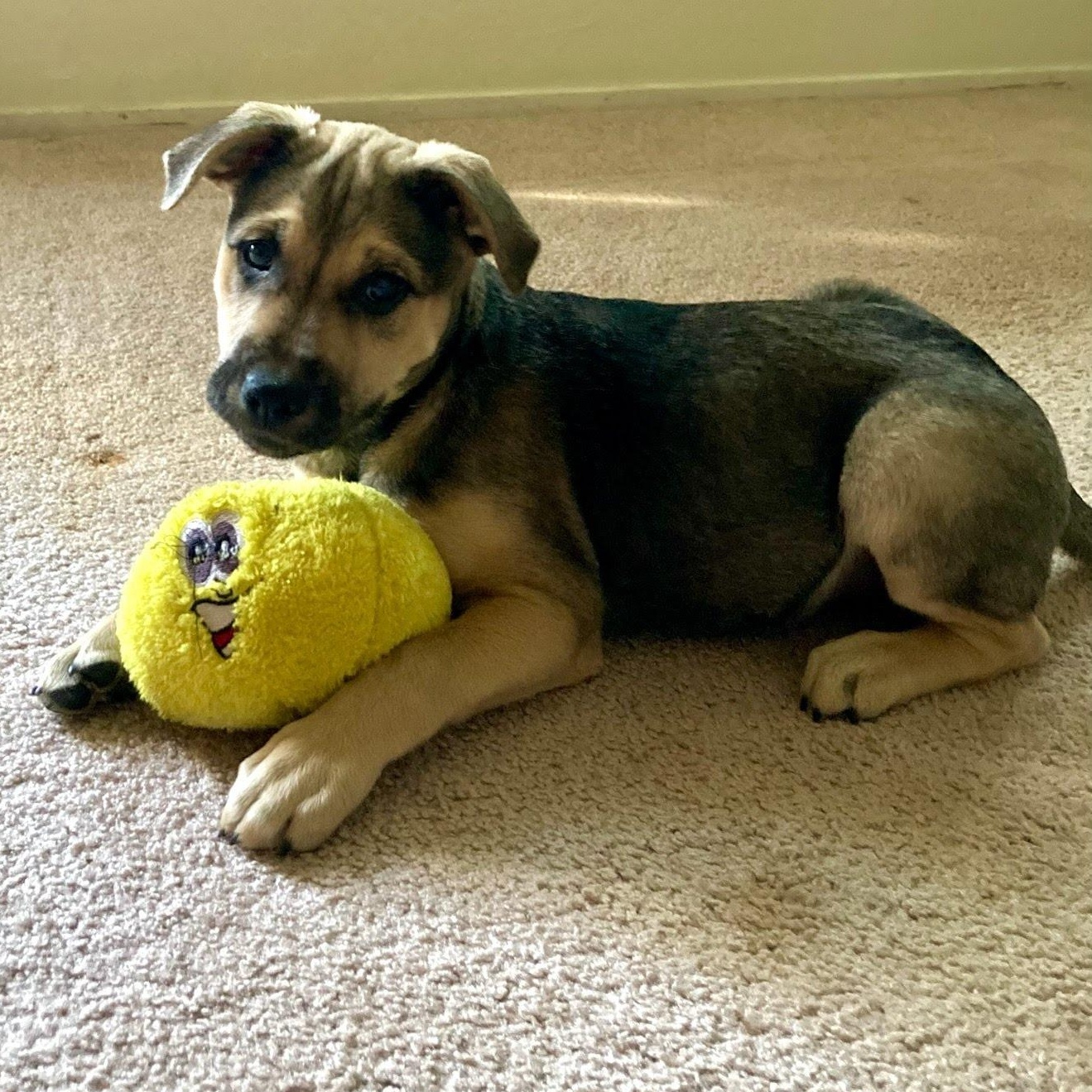 Hermes, adopted, Puppy Male Shepherd.