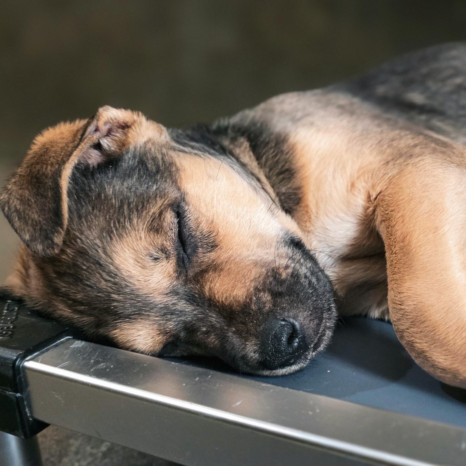 Hermes, an adopted mixed breed in Grass Valley, CA image 2/2