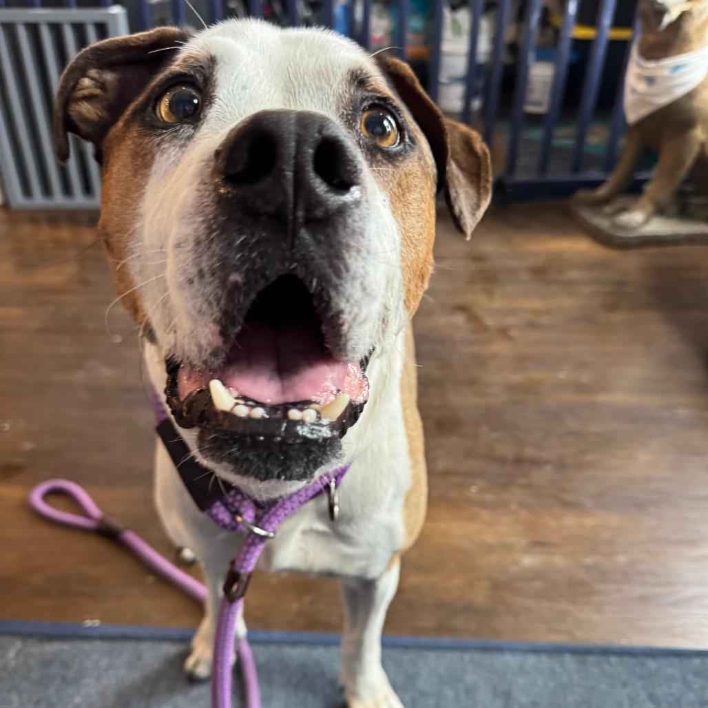 Beto, a Adoptable Mixed Breed in Chicago, IL image 1/6