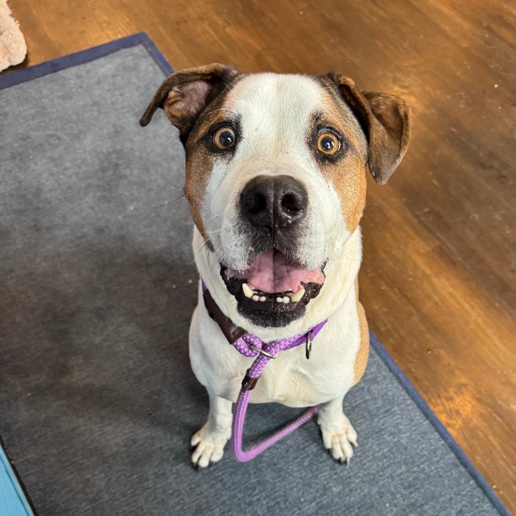 Beto, a Adoptable Mixed Breed in Chicago, IL image 2/6