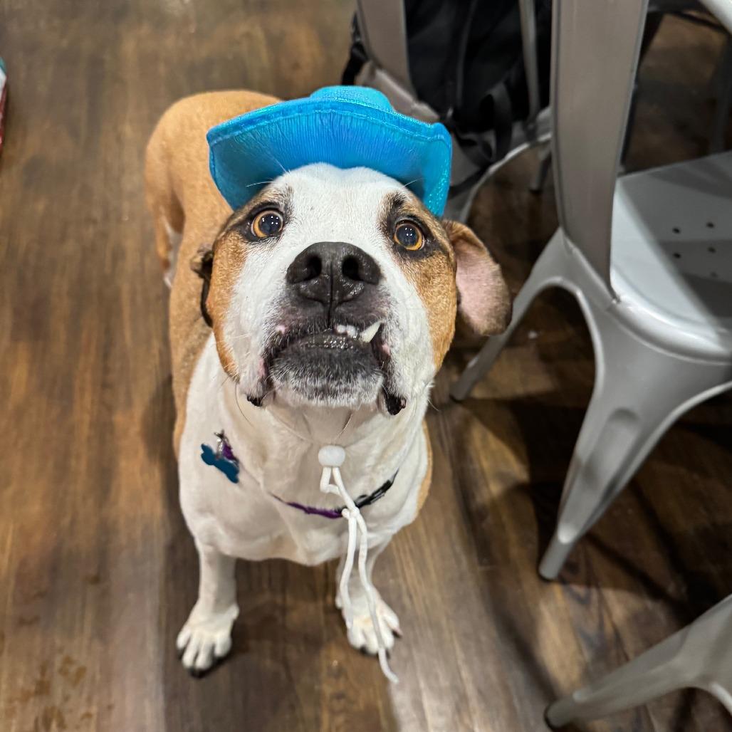 Enlarge Beto, a Adoptable Mixed Breed in Chicago, IL image 3/6