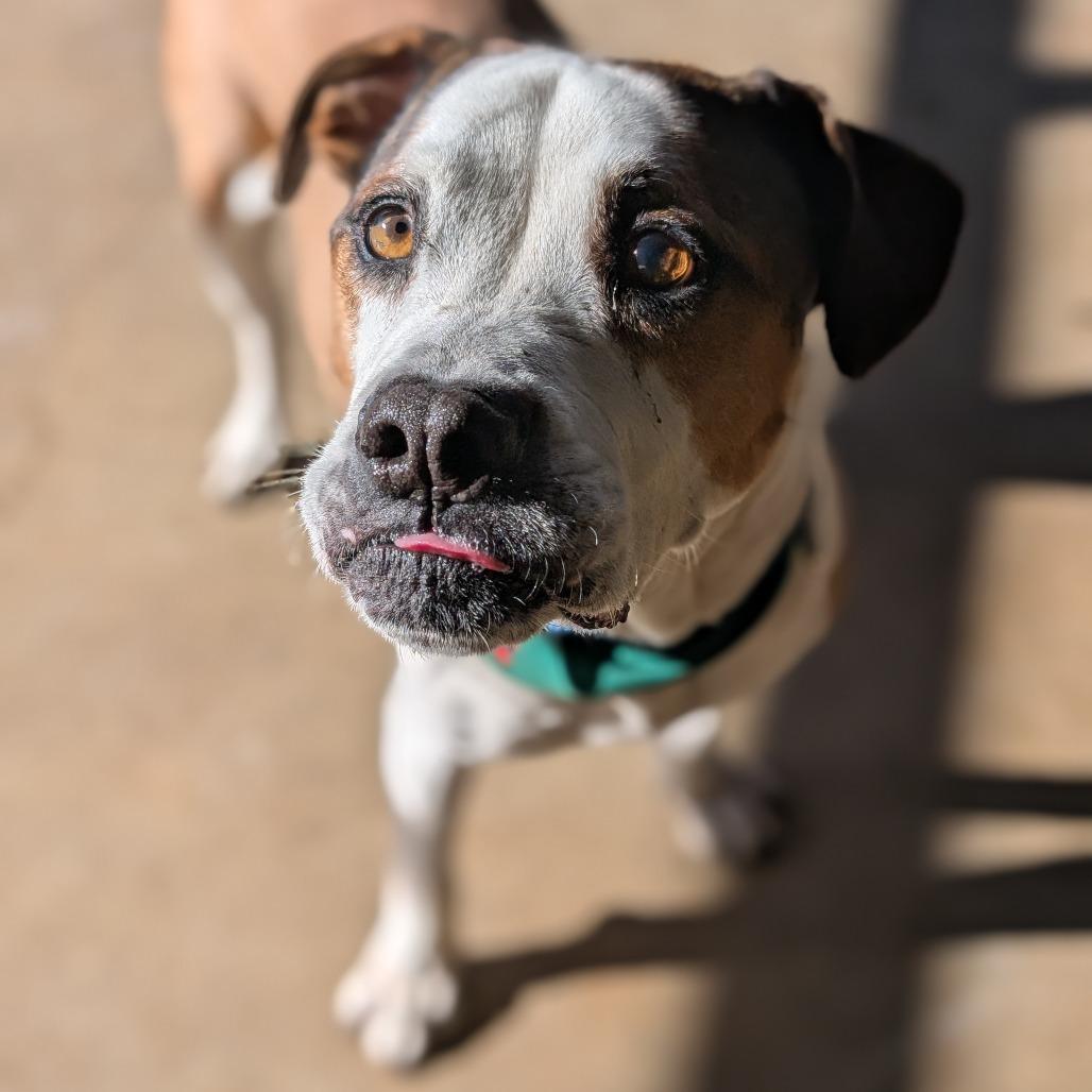 Beto, a Adoptable Mixed Breed in Chicago, IL image 3/6