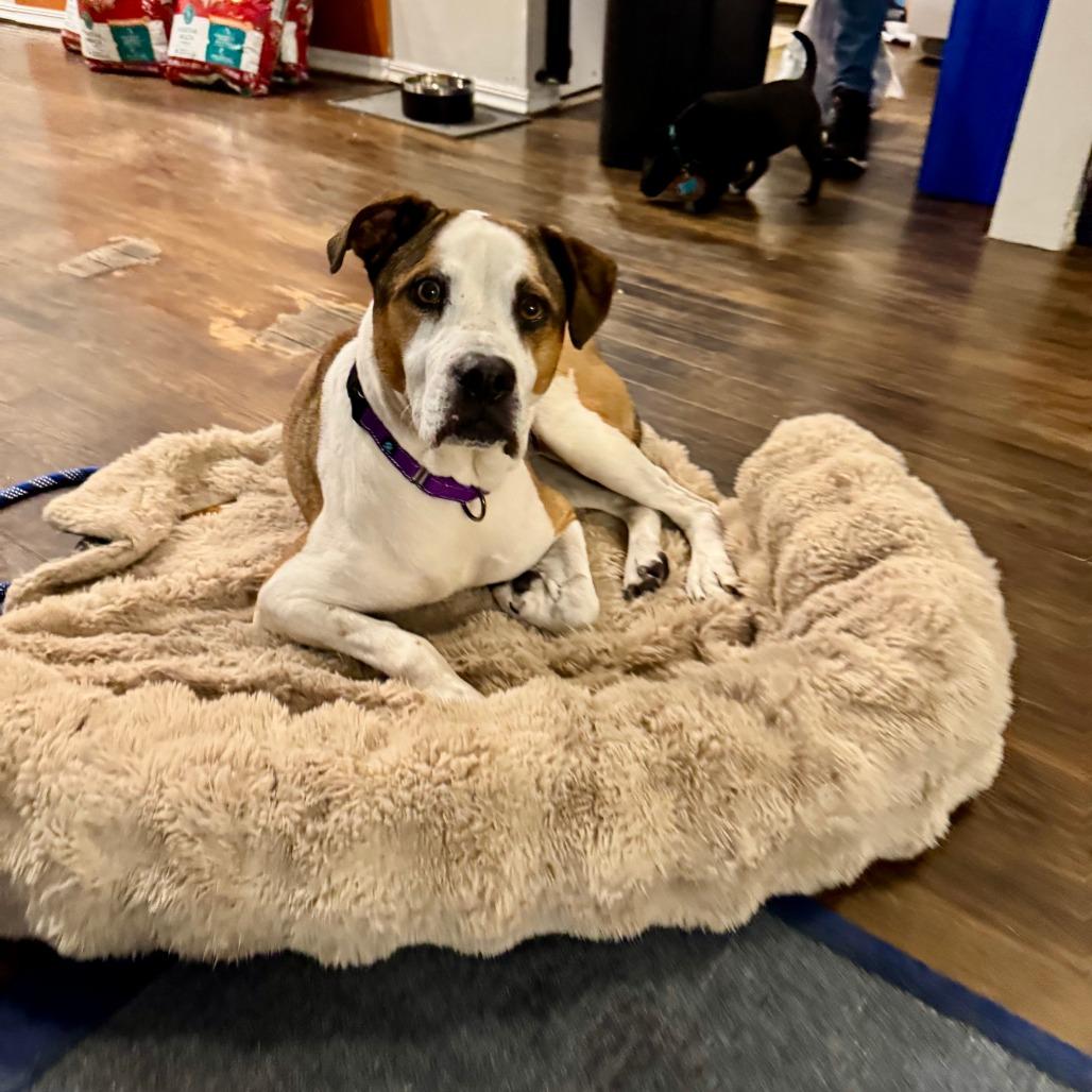 Beto, a Adoptable Mixed Breed in Chicago, IL image 4/6