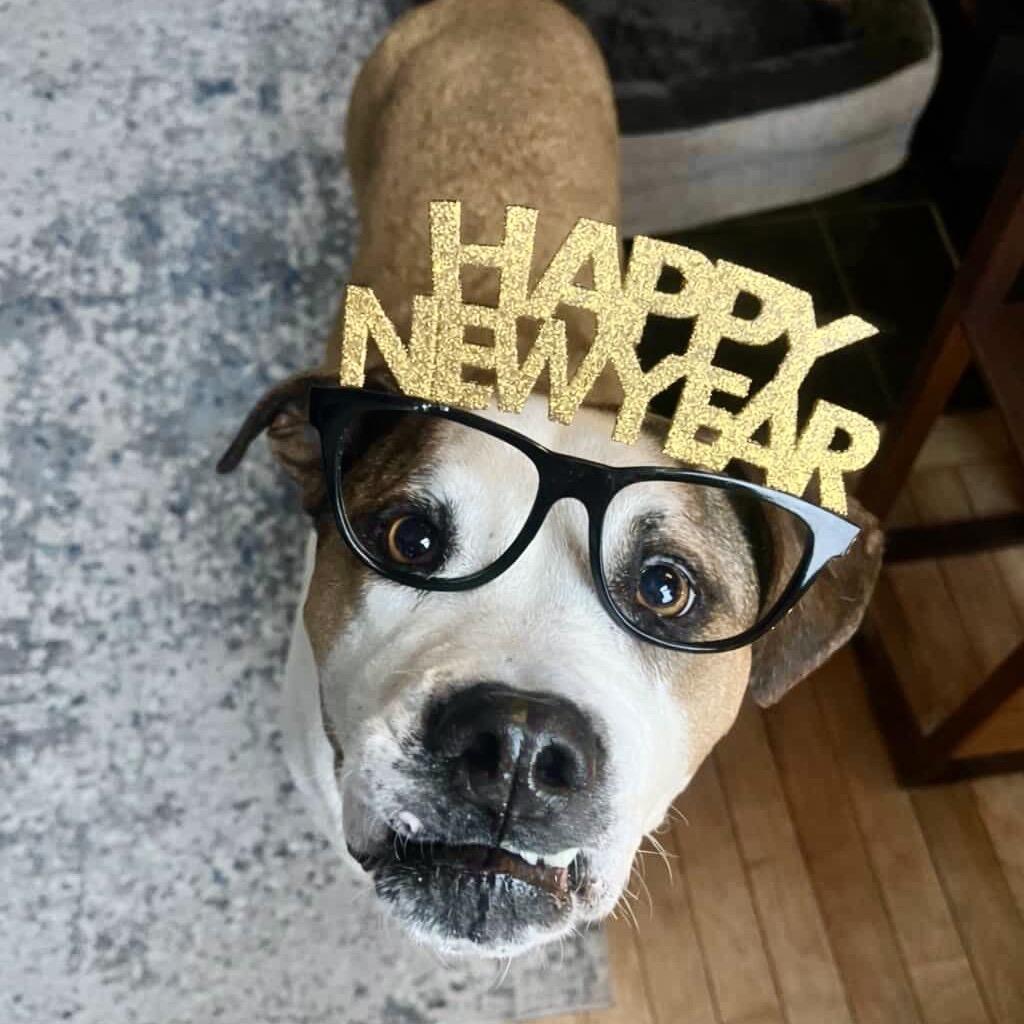 Beto, a Adoptable Mixed Breed in Chicago, IL image 5/6