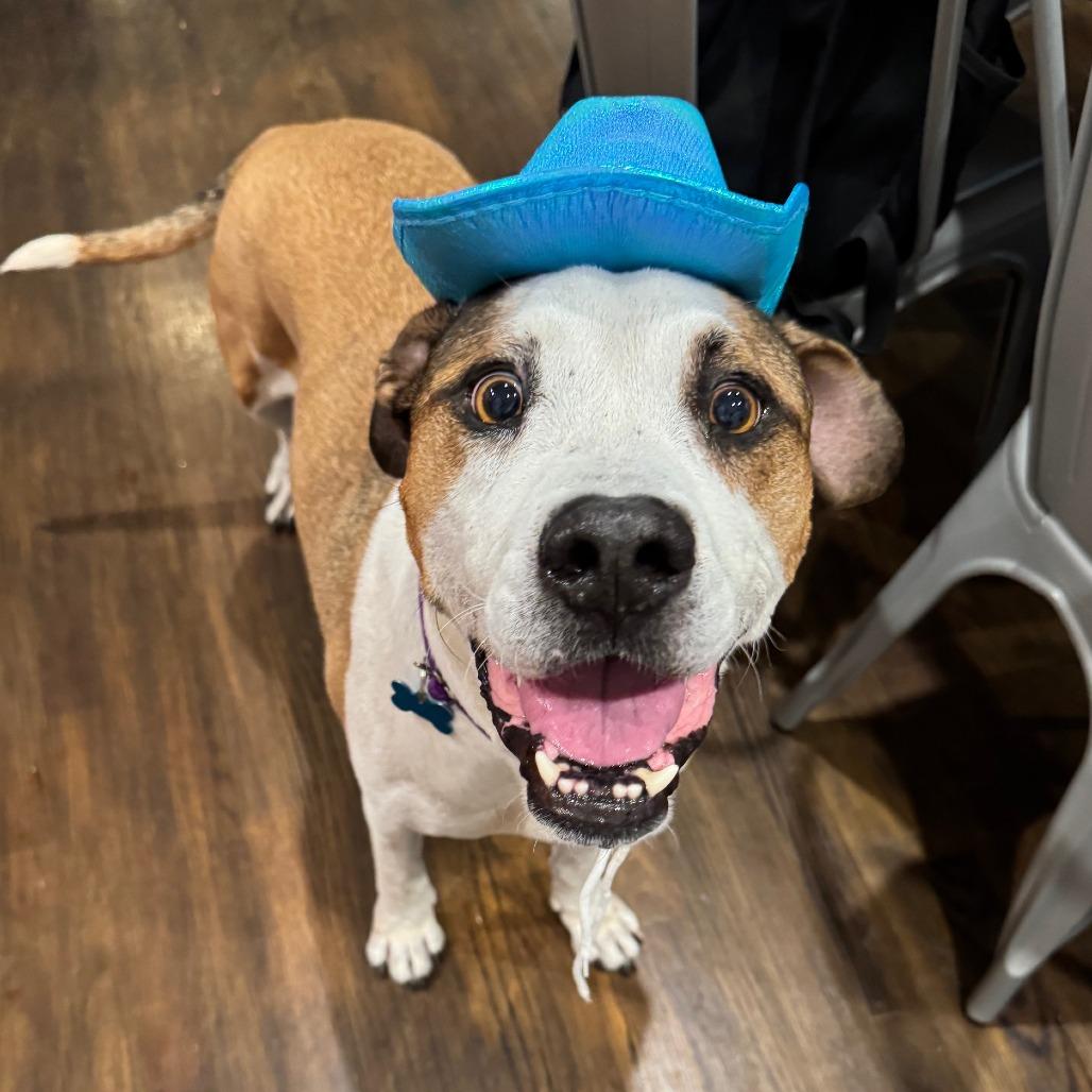 Beto, a Adoptable Mixed Breed in Chicago, IL image 5/6