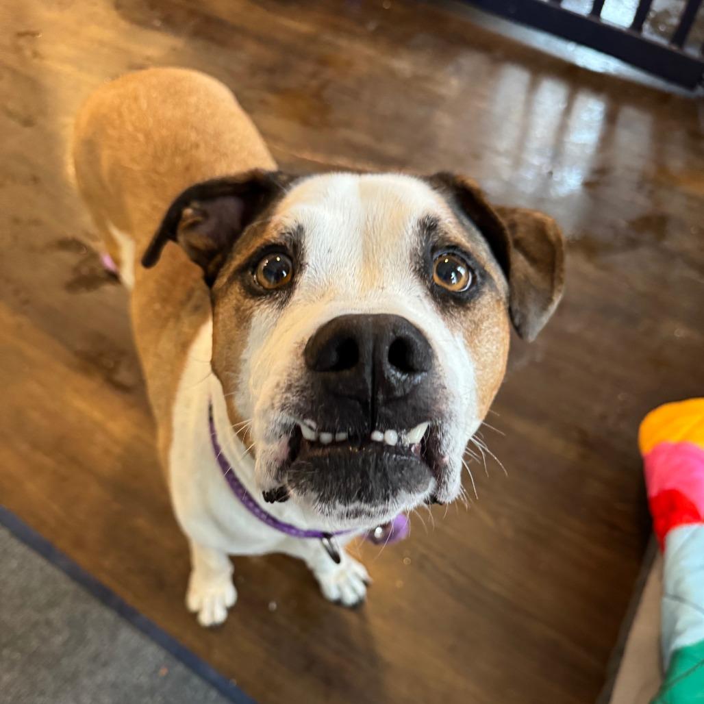 Beto, a Adoptable Mixed Breed in Chicago, IL image 6/6