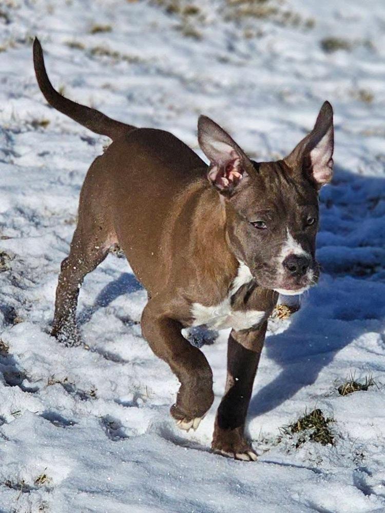 Enlarge Aspen3, a Adoptable mixed breed in Littleton, CO image 4/6