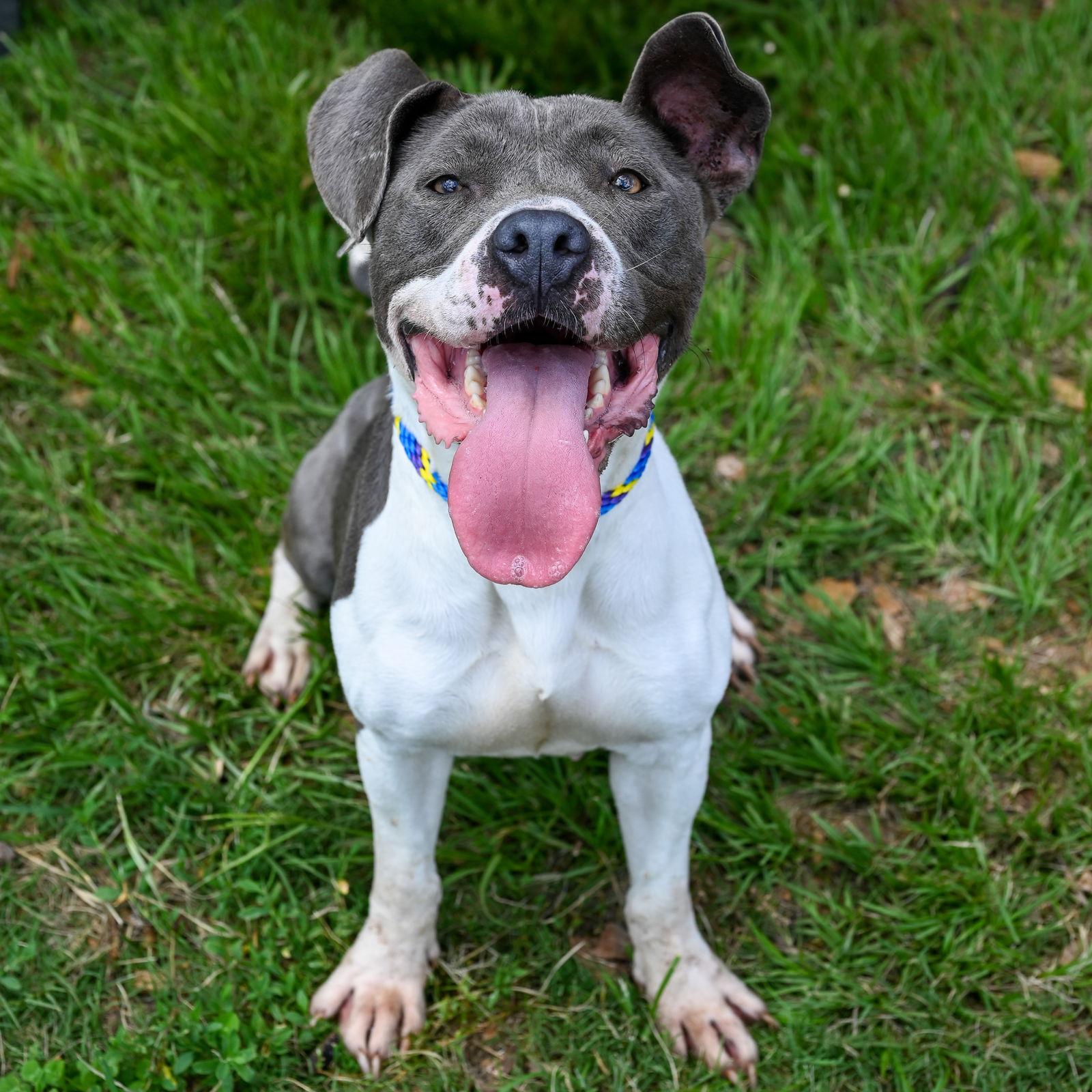 Renita, a Adoptable Terrier in Decatur, GA image 2/3