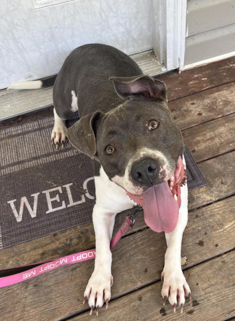 Enlarge Renita, a Adoptable mixed breed in Decatur, GA image 3/3