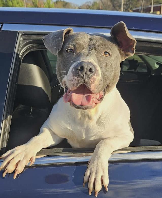 Enlarge Renita Urgently needs foster or adopter, a Adoptable mixed breed in Decatur, GA image 3/3