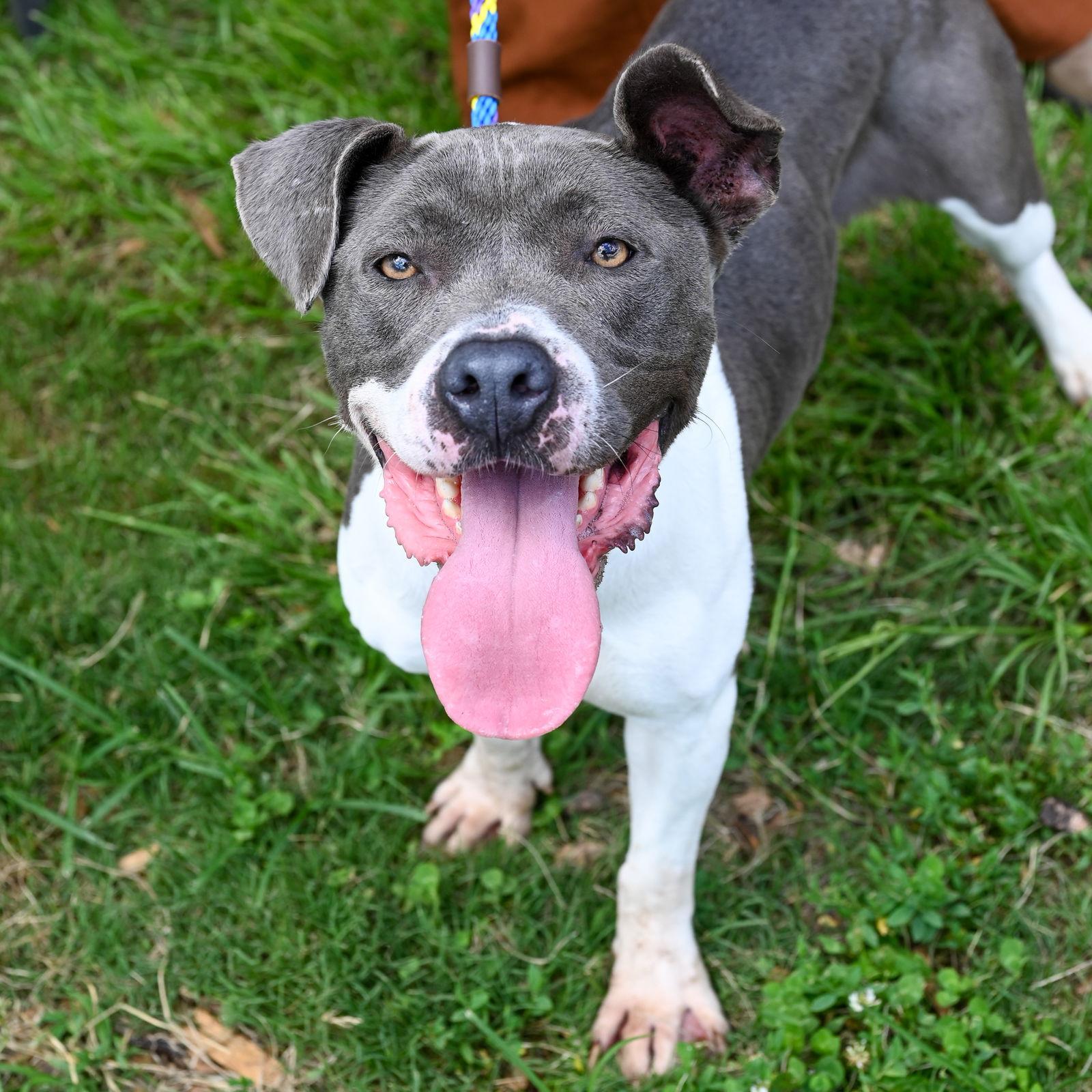 Renita, a Adoptable Terrier in Decatur, GA image 3/3