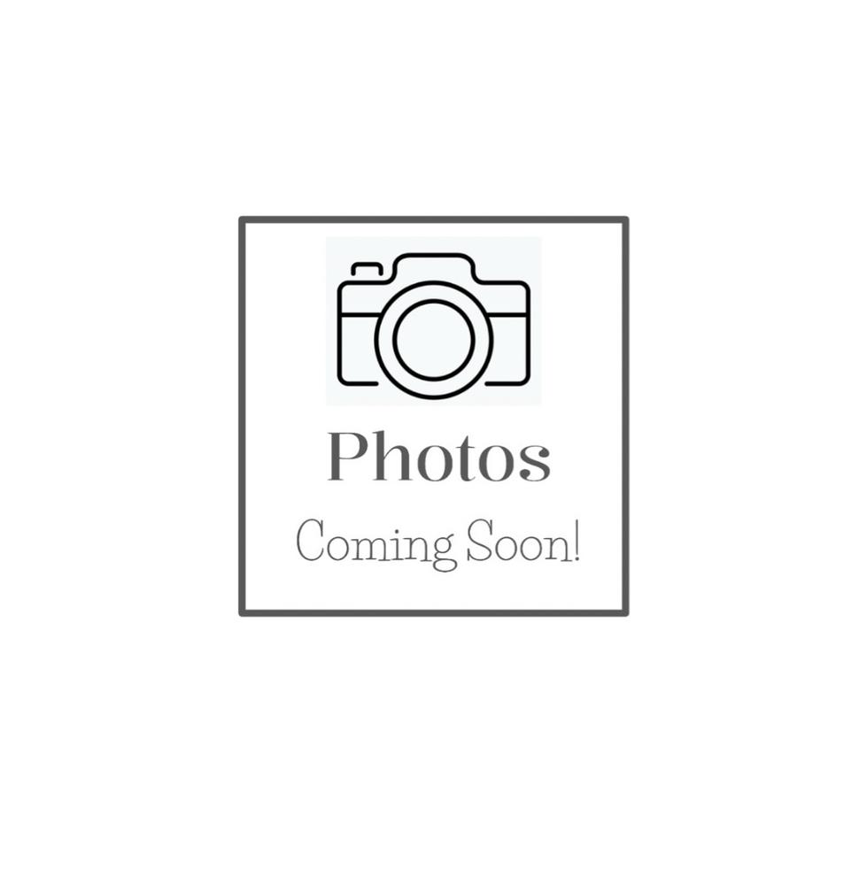 Enlarge Thorn, a Adoptable Domestic Short Hair in Chalfont, PA image 3/3