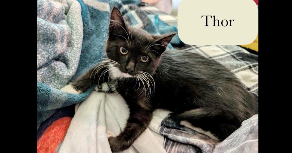 Thorn, Adoptable, Kitten Male Domestic Short Hair.