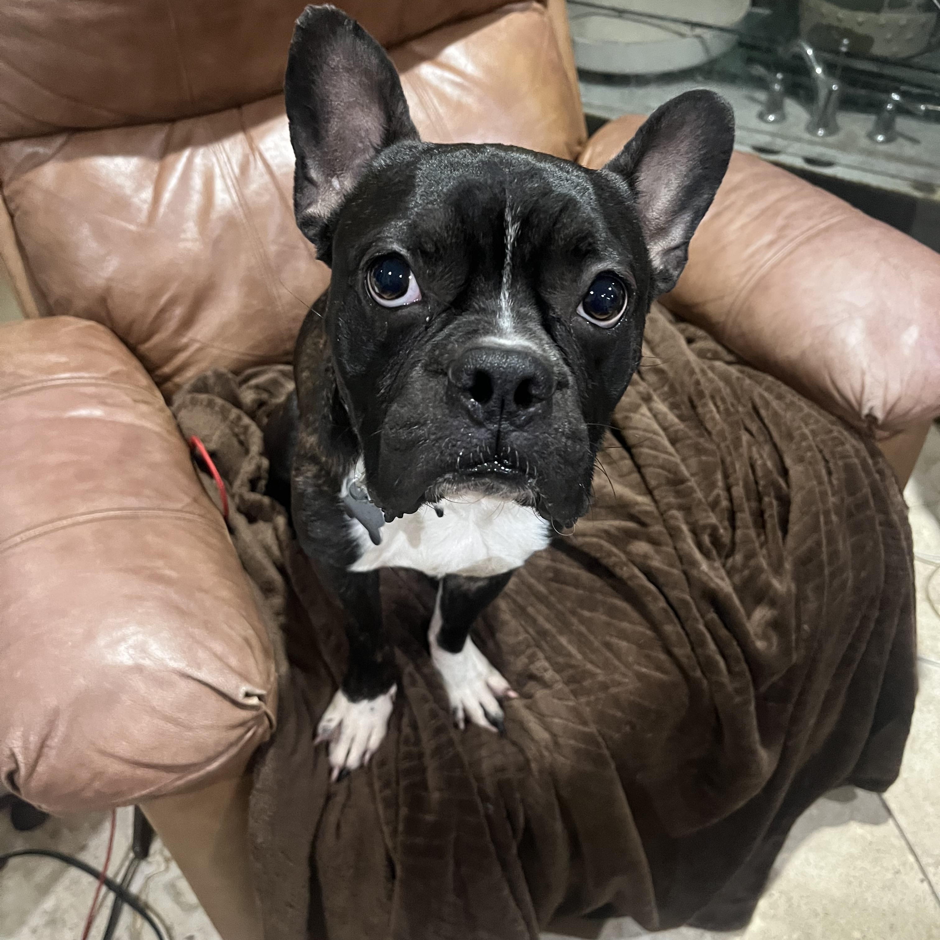 Archie, ADOPTABLE, Young Male Boston Terrier & Boxer.