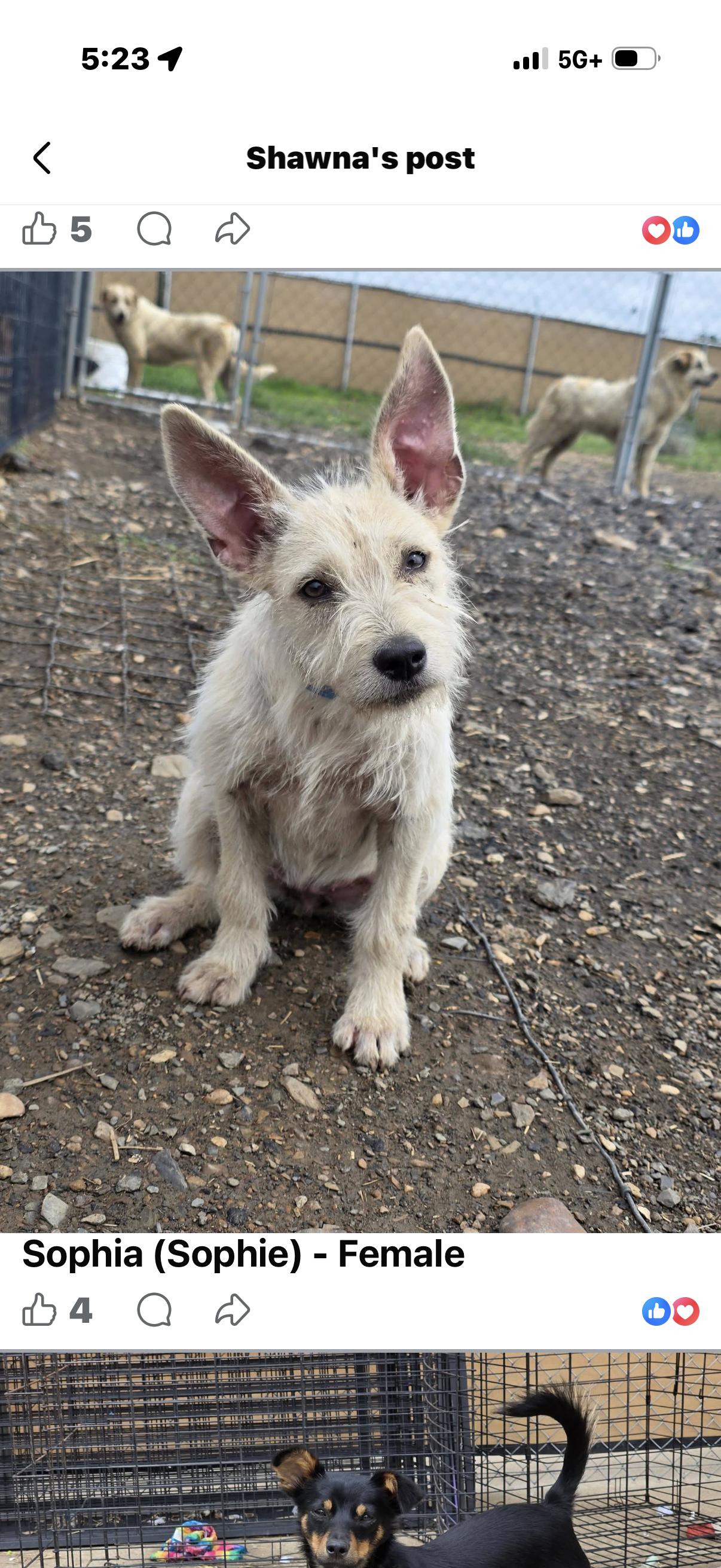 Enlarge Sofia, a ADOPTABLE Terrier in Muldrow, OK image 1/1