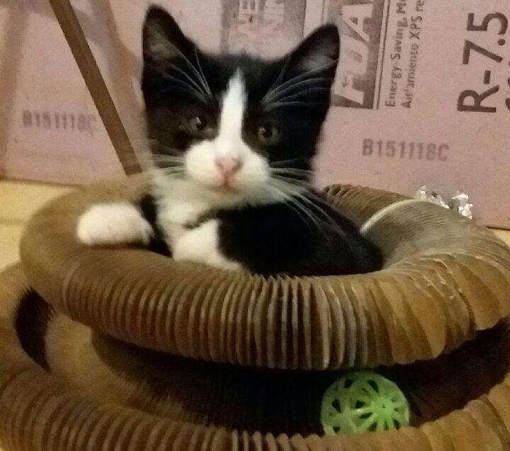 TUCKER, Adoptable, Kitten Male Domestic Short Hair.