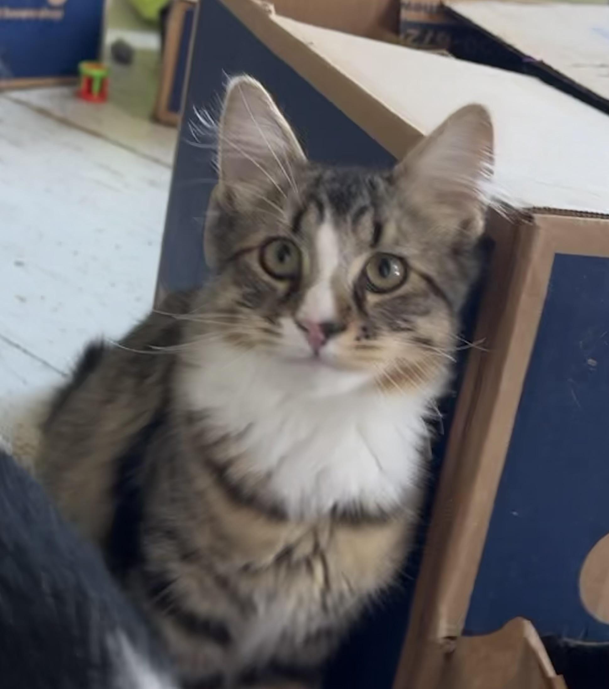 Enlarge James Anthony, an adoptable Domestic Medium Hair in Uxbridge, MA image 1/3