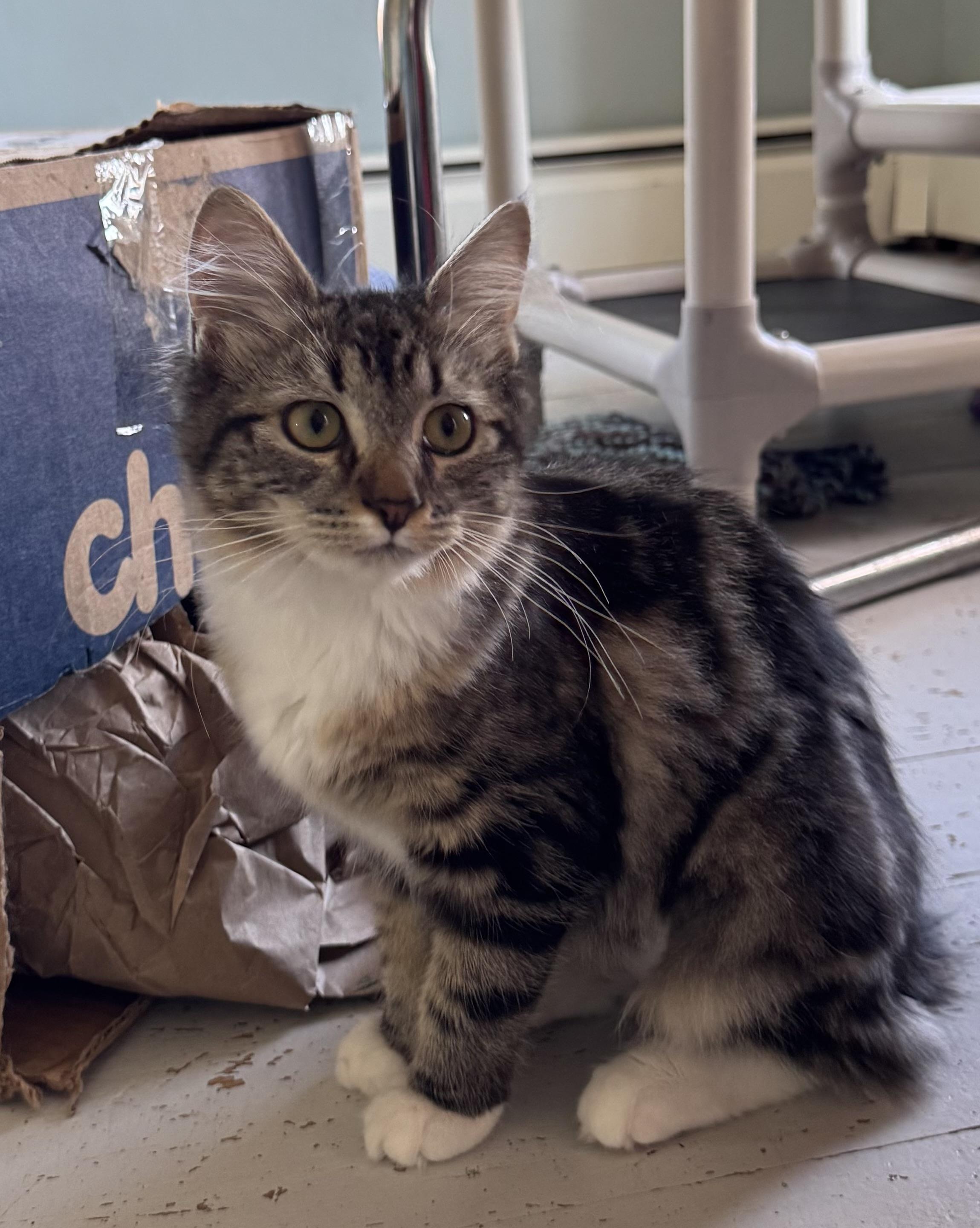 Enlarge James Anthony, an adoptable Domestic Medium Hair in Uxbridge, MA image 2/3