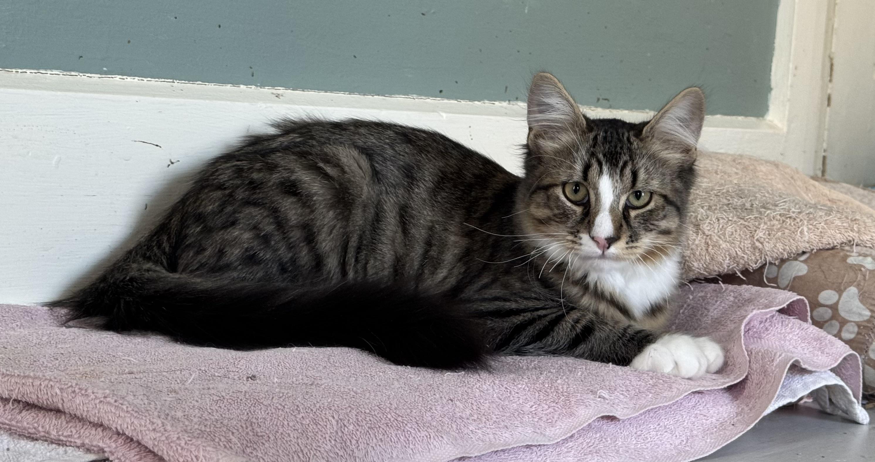 Enlarge James Anthony, an adoptable Domestic Medium Hair in Uxbridge, MA image 3/3