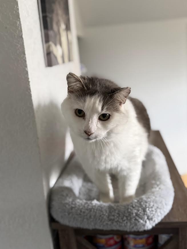 Enlarge Lord, a ADOPTABLE American Shorthair in Fertile, MN image 2/4