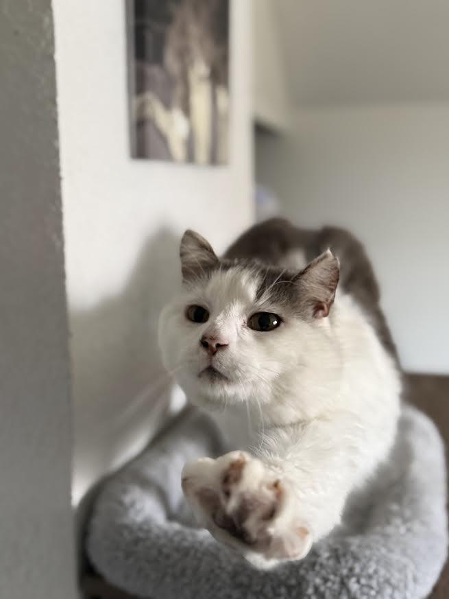 Lord, ADOPTABLE, Adult Male American Shorthair.