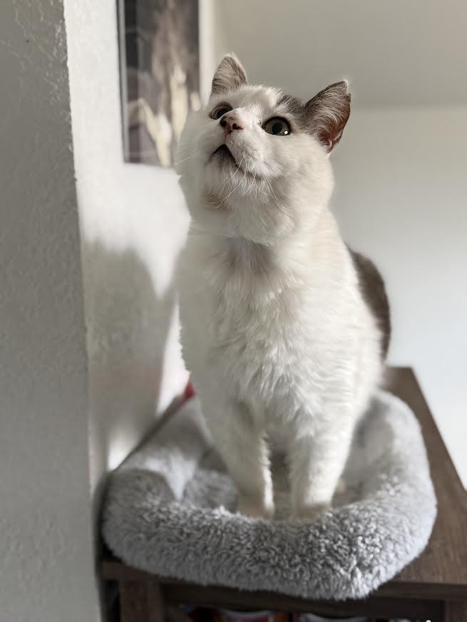 Enlarge Lord, a ADOPTABLE American Shorthair in Fertile, MN image 4/4