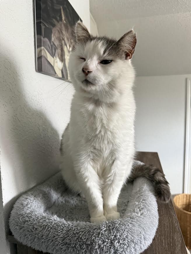 Enlarge Lord, a ADOPTABLE American Shorthair in Fertile, MN image 3/4