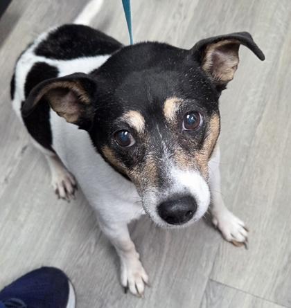 Cait, Adoptable, Senior Female Rat Terrier & Mixed Breed.