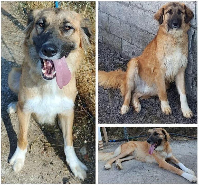 Chaplin, a Adoptable mixed breed in Pierrefonds, QC image 5/6