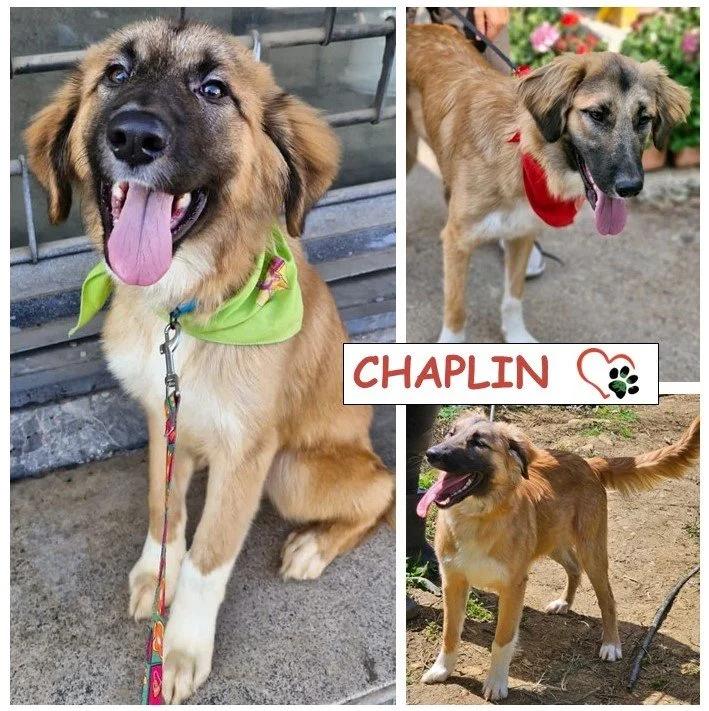 Chaplin, Adoptable, Adult Male Shepherd.