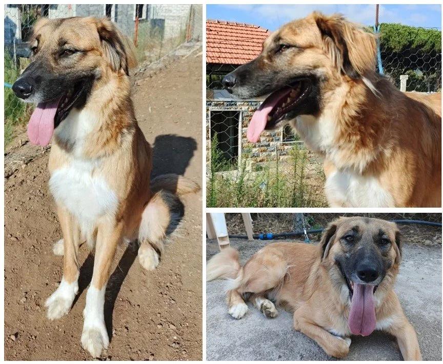 Chaplin, a Adoptable mixed breed in Pierrefonds, QC image 2/6