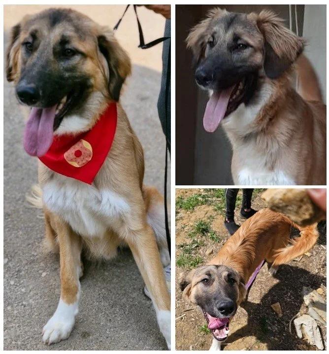 Chaplin, a Adoptable mixed breed in Pierrefonds, QC image 4/6