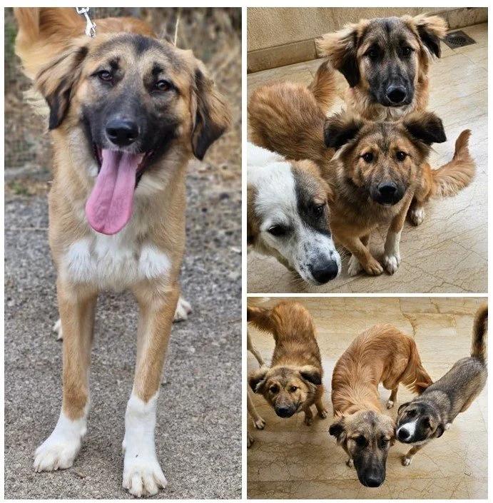 Chaplin, a Adoptable mixed breed in Pierrefonds, QC image 3/6