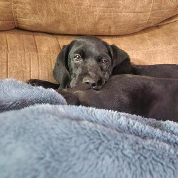 Harewood thumbnail 3