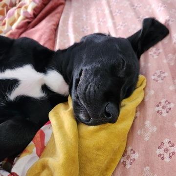 Harewood thumbnail 4